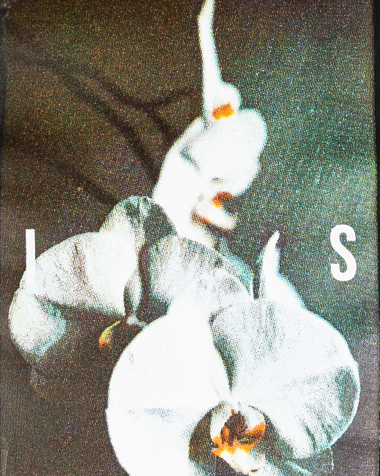 IISE Men's T-Shirts Orchid T-Shirt in Black